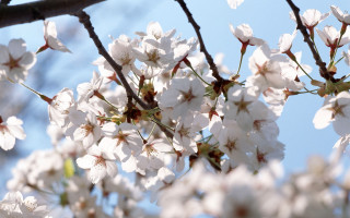 White flower branch sunlight blue - the sun light free wallpaper for desktop
