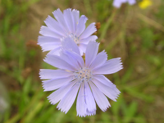 Close up flower blurry background - a blurry background of grass free wallpaper