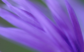 Purple flower closeup green background - focus free wallpaper for desktop