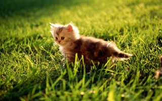 Small kitten walking grass sunlight 3 - the sun light free wallpaper