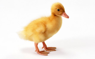 Small duckling white surface light 3 - david young cameron free wallpaper