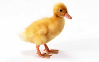Small duckling white surface light 4 - david young cameron free wallpaper