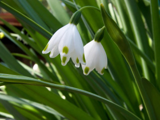 Close up flower green leaves 8 - the background and a blurry background behind free wallpaper for desktop