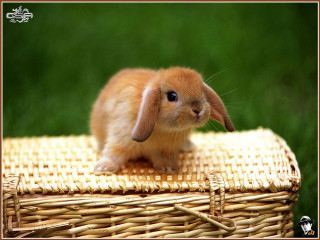 Small rabbit wicker basket table - a small rabbit free wallpaper