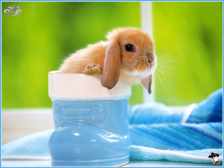 Rabbit blue boot table towel - surrealism free wallpaper