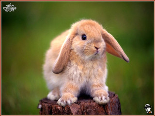 Small rabbit wooden stump grass 3 - a small rabbit free wallpaper