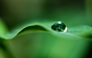 Water drop green leaf macro 2 - single free wallpaper