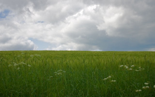 Field grass clouds cow foreground - a sky full free wallpaper