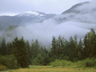 Mountain fog clouds trees field 2 - twin peak free wallpaper