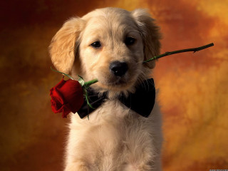 Puppy rose bowtie mouth cute - bernie d’andrea free wallpaper