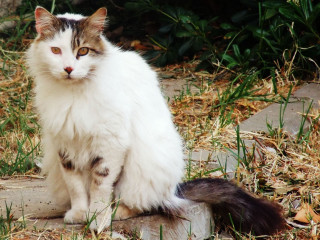 Cat sitting rock grass curious - curious free wallpaper