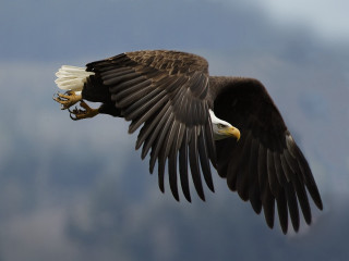 Bald eagle flying wings spread 6 - darrell riche free wallpaper
