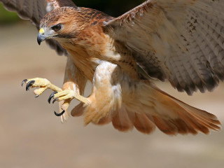 Bird of prey wings spread 5 - a large wing free wallpaper