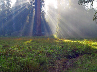 Forest sunbeams large tree grass - free light wallpaper for desktop