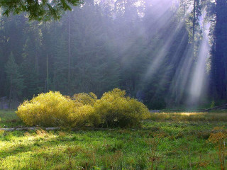 Field bush trees sunlight streaming - volumetric light free wallpaper for desktop