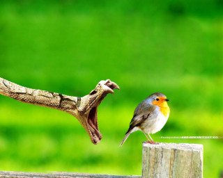 Bird perched wooden post snake - andries stock free wallpaper
