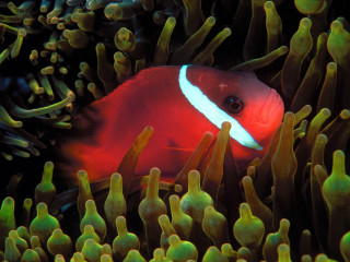 Red white fish anemone green 3 - photograph free wallpaper for desktop