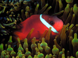 Red white fish anemone green 4 - photograph free wallpaper for desktop
