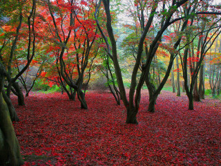 Forest red leaves orange trees - lot free wallpaper