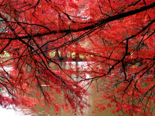 Red tree red leaves river 2 - impressionism free wallpaper