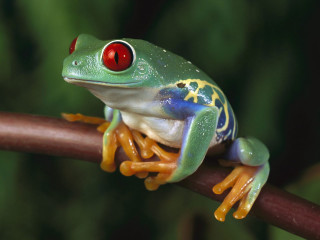 Frog red eye branch blurry - a red eye free wallpaper for desktop