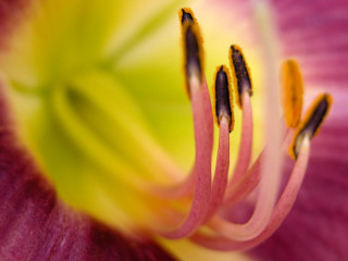 Pink flower yellow stamens close - the center of the flower free wallpaper