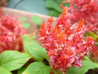 Close up flowers leaves blue - a blue background behind free wallpaper for desktop