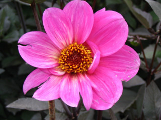 Pink flower yellow center green 12 - digital photography free wallpaper for desktop