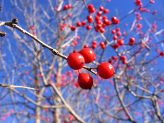 Tree red berries blue sky 5 - red berry free wallpaper