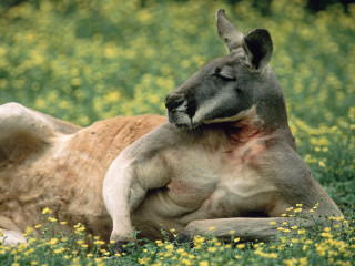 Kangaroo laying yellow flowers head - a kangaroo free wallpaper