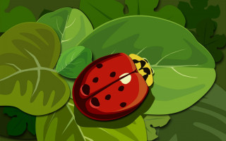Ladybug green leaf ground plant 2 - ground next free wallpaper