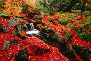 Stream red leaves rocks forest 4 - autumn free wallpaper for desktop