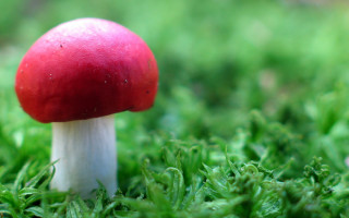 Red mushroom lush green grass 3 - a lush green field of grass free wallpaper for desktop