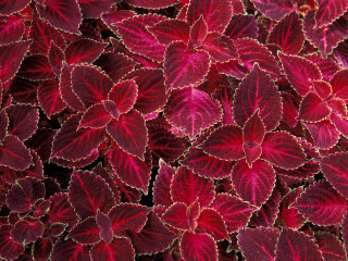Red leaves closeup black background - red leaf free wallpaper for desktop