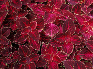Red leaves close up black - red leaf free wallpaper for desktop