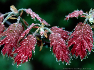 Red flower water droplets petals 7 - a.b. frost free wallpaper for desktop
