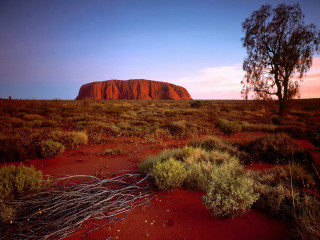 Tree desert rock red dirt - grass and bushes free wallpaper