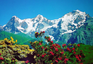 Mountain range flowers foreground blue - free spring wallpaper for desktop