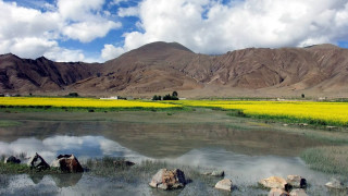 Yellow flowers mountains water rocks - a few rock free wallpaper for desktop