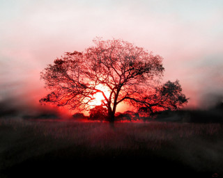 Tree field sunset fog air 4 - the air above free wallpaper