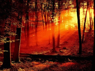 Forest red light trail woods 4 - red light free wallpaper for desktop