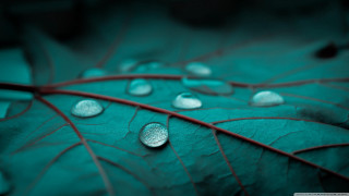 Green leaf water droplets macro 31 - a few other leaf free wallpaper