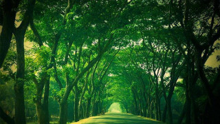 Road trees green field scenery - the other side of the road free wallpaper