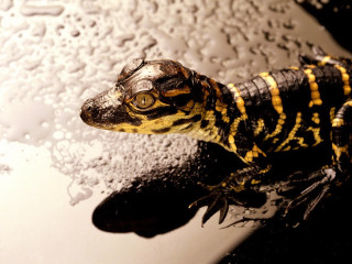 Yellow lizard water puddle photorealism - drop of water free wallpaper for desktop