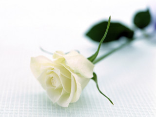 White rose purple flower ambient 3 - the table free wallpaper