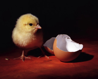 Small chicken egg shell red 3 - a black background behind free wallpaper