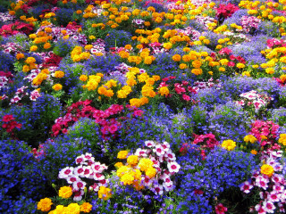 Colorful flowers field blue sky - free flowers wallpaper