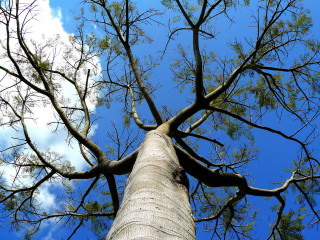 Tall tree bare branches blue 2 - blue sky free wallpaper for desktop