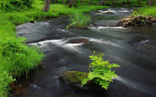 Stream lush green forest trees 5 - a few green plant free wallpaper