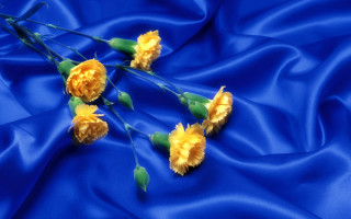 Yellow flowers blue satin background - the stem free wallpaper